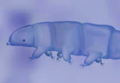 Le tardigrade un animal étonnant