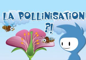 la pollinisation expliquée simplement