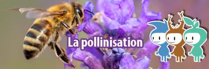 pollinisation