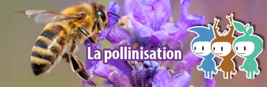 pollinisation