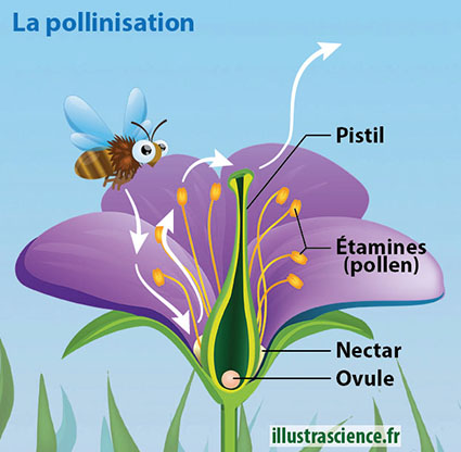 pollinisation schéma