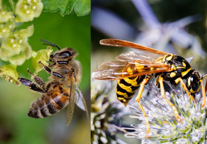 Comment reconnaitre les abeilles des guêpes, bourdons…