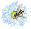syrphe pollinisateur