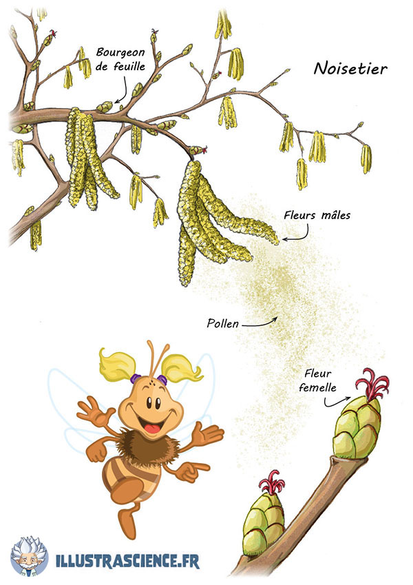 pollinisation par le vent: le noisetier