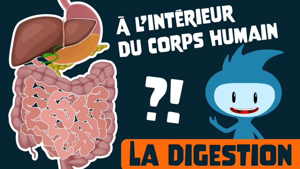 Le système digestif