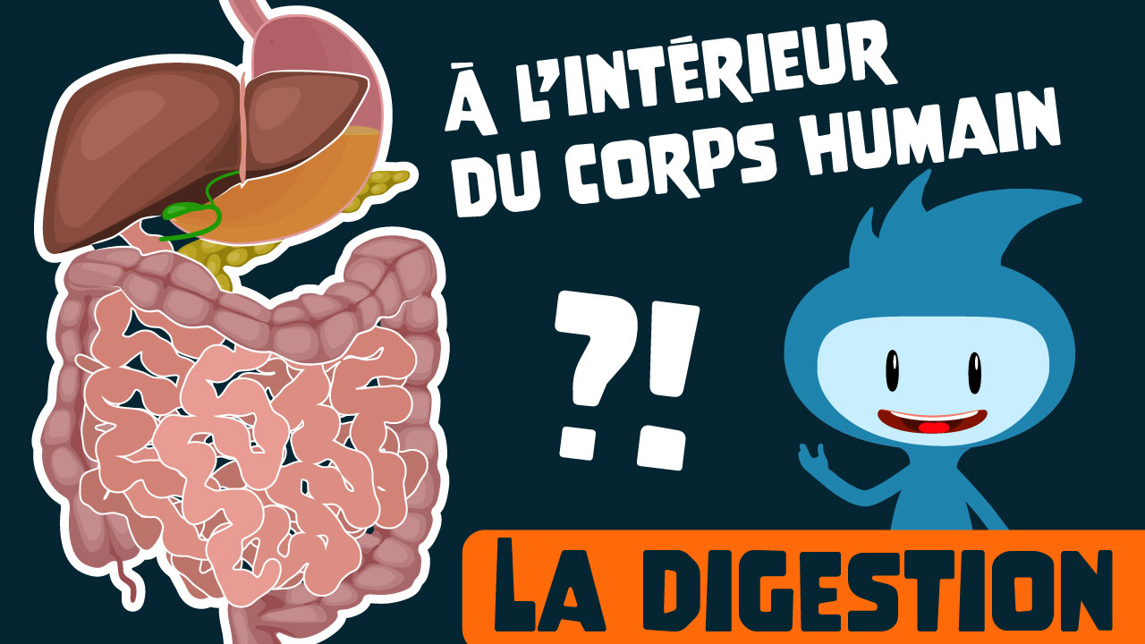 Le système digestif